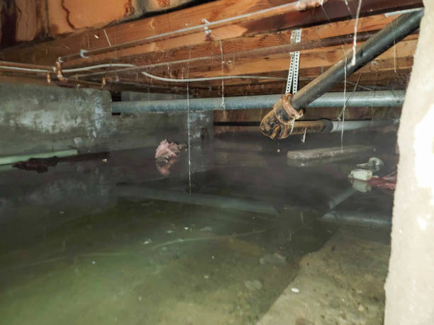 Best Mold removal after water damage  in Richfield, UT